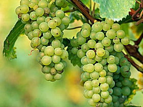 TP Vineyards - Accommodation 4U 0