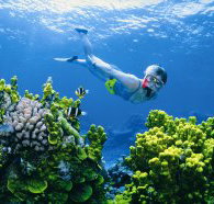 The Whale Dive Site - Accommodation 4U