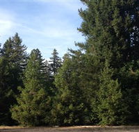 Pialligo Redwood Forest - Accommodation 4U