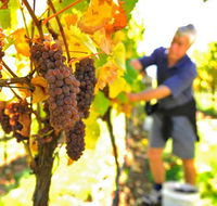 Native Point Wines - Accommodation 4U