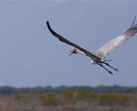 Gayngaru Wetlands Interpretive Walk - Accommodation 4U 0