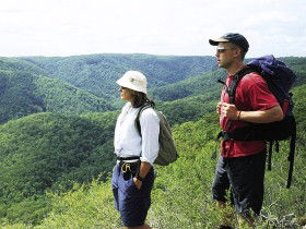 Sunshine Coast Hinterland Great! Walk - Accommodation 4U 0