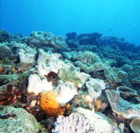 Mudjimba Old Woman Island Dive Site - Accommodation 4U