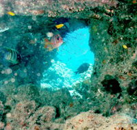 Michaelmas Cay Dive Site - Accommodation 4U