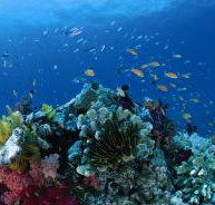 Southern Small Detached Reef Dive Site - Accommodation 4U