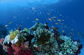 Southern Small Detached Reef Dive Site - Accommodation 4U 0