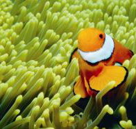 Cobia Hole Dive Site - Accommodation 4U