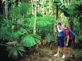 Mount Sorrow Ridge Trail, Daintree National Park - Accommodation 4U 0