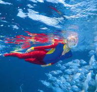 Great Detached Reef Dive Site - Accommodation 4U