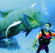 Turtle Bay Dive Site - Accommodation 4U