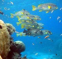 Coral Gardens Dive Site Flynn Reef - Accommodation 4U