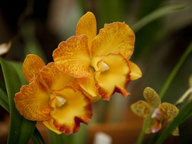 Queens Park - Orchid House - Accommodation 4U 0