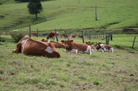 Maleny Dairies - Accommodation 4U 4