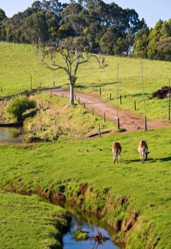 Maleny Dairies - Accommodation 4U 6