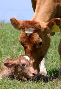 Maleny Dairies - Accommodation 4U 7