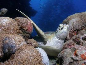 Light House Bommie Dive Site - Accommodation 4U 0
