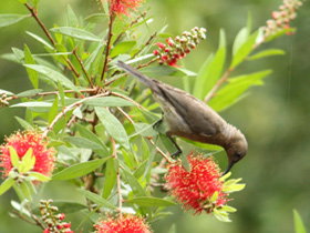 Birdwatching In Dysart - Accommodation 4U 0