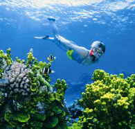 Wheeler Reef Dive Site - Accommodation 4U