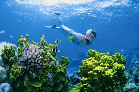 Wheeler Reef Dive Site - Accommodation 4U 0