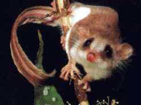 Carrowong Fauna Sanctuary - Accommodation 4U 0