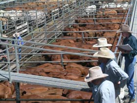Dalrymple Sales Yards - Cattle Sales - Accommodation 4U 0