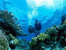 Coral Gardens Dive Site - Accommodation 4U 0