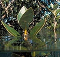 Jawbone Marine Sanctuary - Accommodation 4U