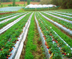 Kookaberry Strawberry Farm - Accommodation 4U 0