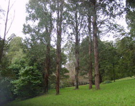 Mount Dandenong Arboretum - Accommodation 4U 0