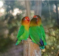 Ballarat Bird World - Accommodation 4U