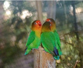 Ballarat Bird World - Accommodation 4U 0