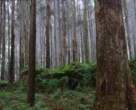 Kinglake National Park - Accommodation 4U 0