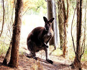 Great Ocean Road Wildlife Park - Accommodation 4U 0