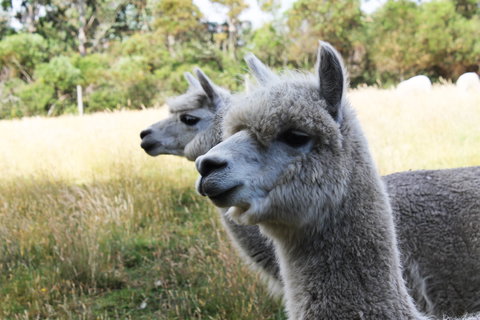Great Ocean Road Wildlife Park - Accommodation 4U 1