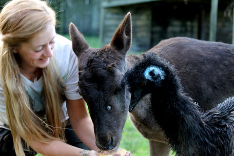 Great Ocean Road Wildlife Park - Accommodation 4U 2