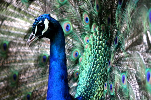 Great Ocean Road Wildlife Park - Accommodation 4U 5