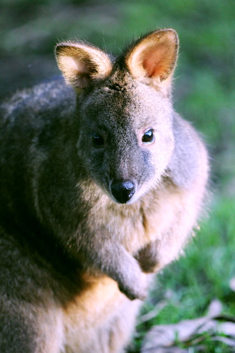 Great Ocean Road Wildlife Park - Accommodation 4U 6