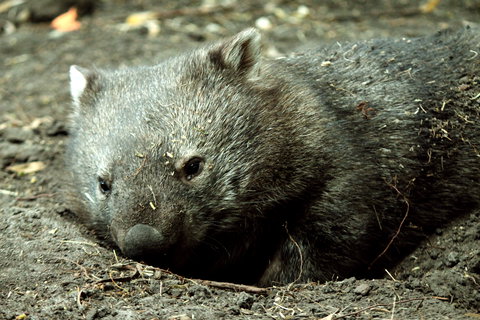 Great Ocean Road Wildlife Park - Accommodation 4U 7