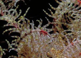 Point Danger Marine Sanctuary - Accommodation 4U 0