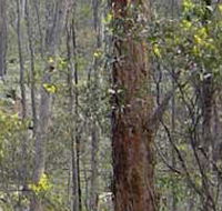 Heathcote-Graytown National Park - Accommodation 4U