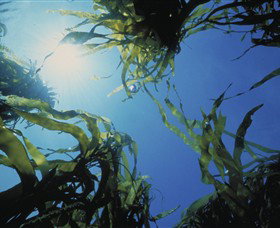 Marengo Reefs Marine Sanctuary - Accommodation 4U 0