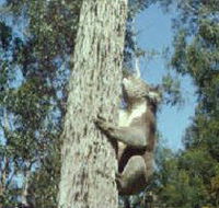 Creswick Regional Park - Accommodation 4U