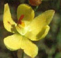 Langwarrin Flora and Fauna Reserve - Accommodation 4U