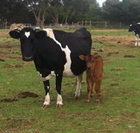 Animal Land Children's Farm - Accommodation 4U