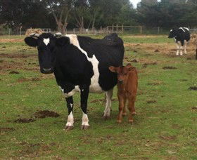 Animal Land Children's Farm - Accommodation 4U 0