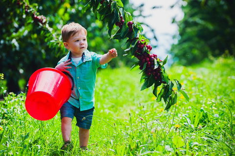 Cherryhill Orchards - Accommodation 4U 2