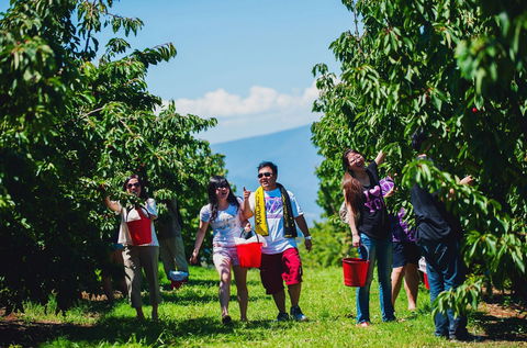 Cherryhill Orchards - Accommodation 4U 4