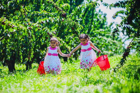 Cherryhill Orchards - Accommodation 4U 6