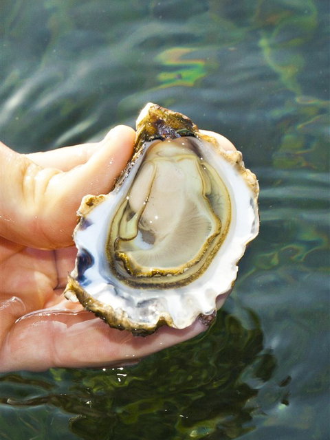 The Oyster Pot - Accommodation 4U 0