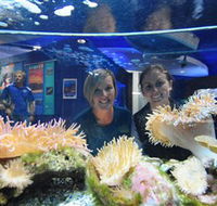 Solitary Islands Aquarium - Accommodation 4U